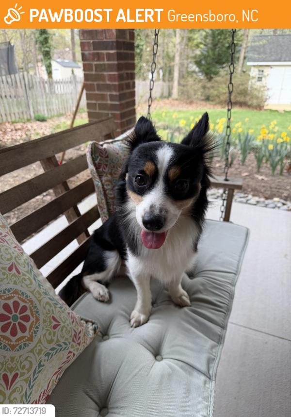 Found/Stray Male Dog last seen Guildford College Road in West Friendly Avenue, Greensboro, NC 27410