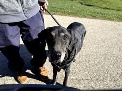 Found/Stray Female Dog last seen Montgomery road, Deerfield Township, OH 45140