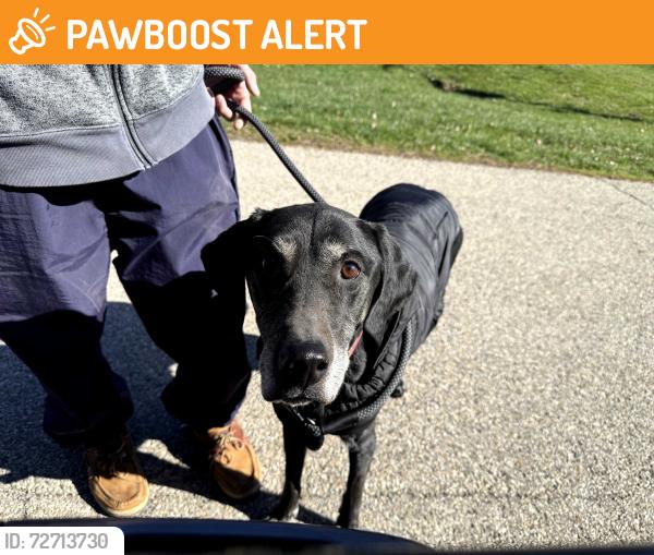 Found/Stray Female Dog last seen Montgomery road, Deerfield Township, OH 45140
