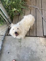 Found/Stray Female Dog last seen Ashlan and Hughes, Fresno, CA 93705