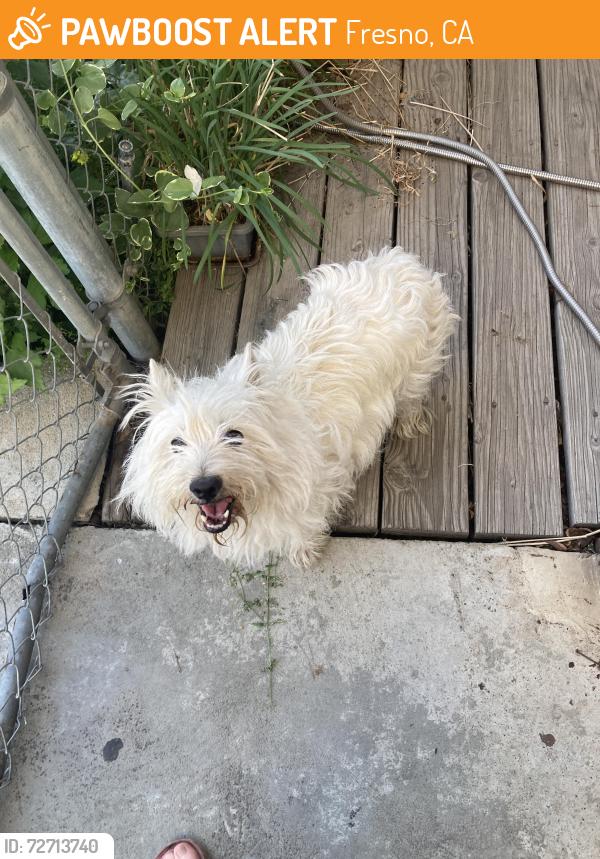 Found/Stray Female Dog last seen Ashlan and Hughes, Fresno, CA 93705