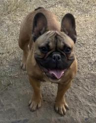 Lost Male Dog last seen Panama , Bakersfield, CA 93313