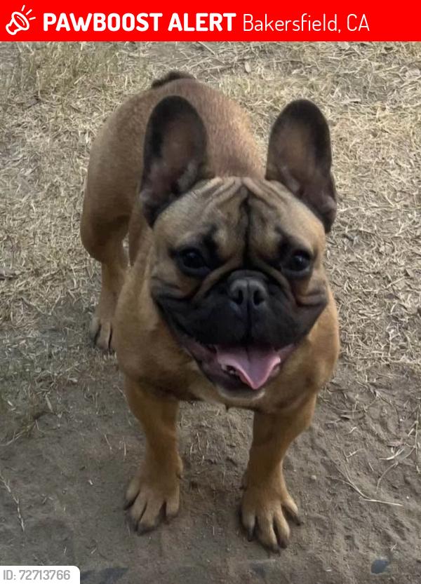 Lost Male Dog last seen Panama , Bakersfield, CA 93313