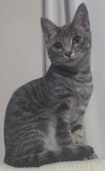 Lost Male Cat last seen Highway 56 and Highway 581, Louisburg, NC 27549