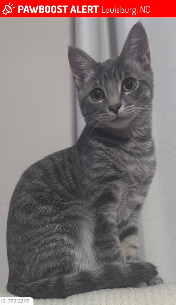 Lost Male Cat last seen Highway 56 and Highway 581, Louisburg, NC 27549