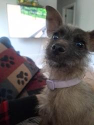 Found/Stray Female Dog last seen Cvs pharmacy , Fort Worth, TX 76115