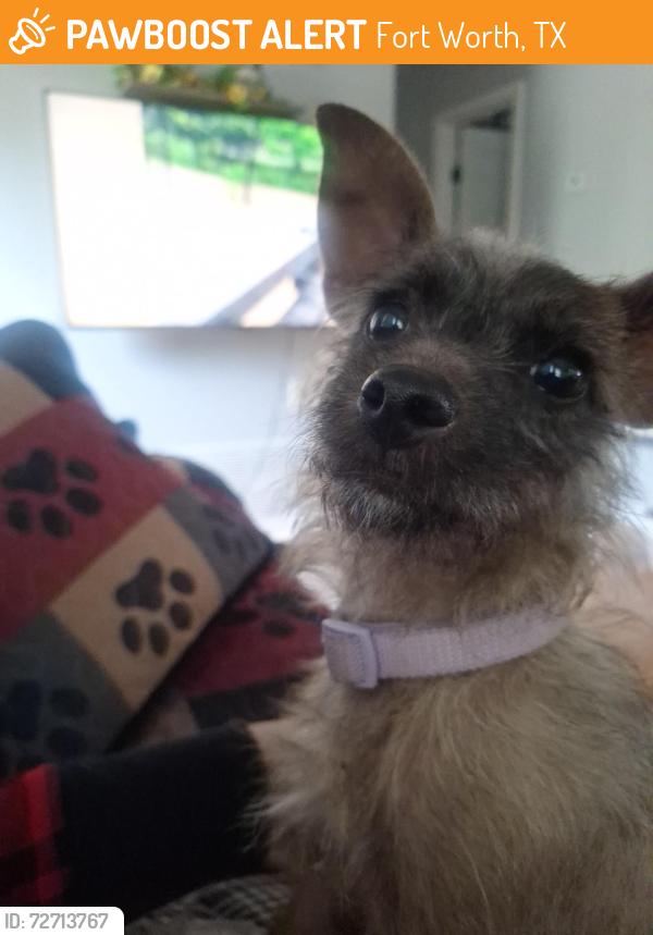 Found/Stray Female Dog last seen Cvs pharmacy , Fort Worth, TX 76115