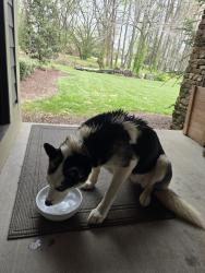 Found/Stray Female Dog last seen Waconda Bay, Chattanooga, TN 37416