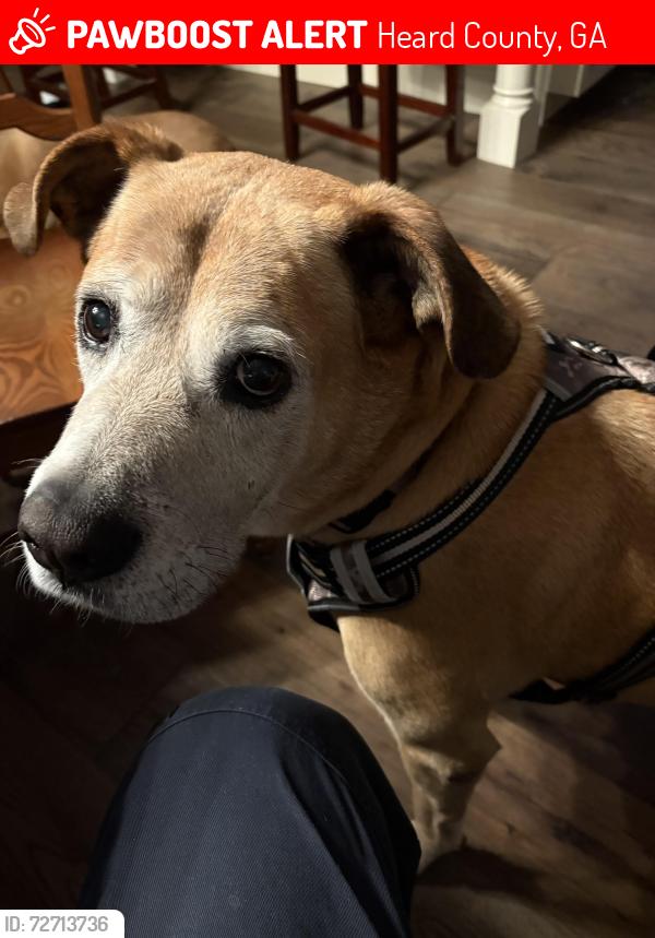 Lost Male Dog last seen Macedonia road. Red oak road, Heard County, GA 30170