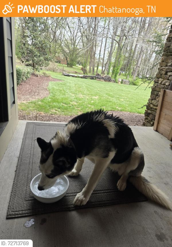 Found/Stray Female Dog last seen Waconda Bay, Chattanooga, TN 37416