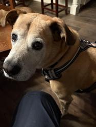 Lost Male Dog last seen Macedonia road. Red oak road, Heard County, GA 30170
