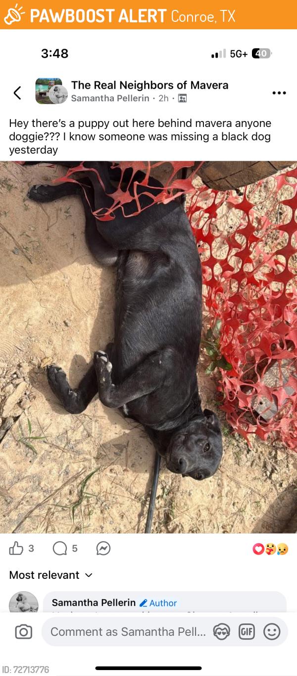 Found/Stray Female Dog last seen Golf coast rd, Conroe, TX 77302