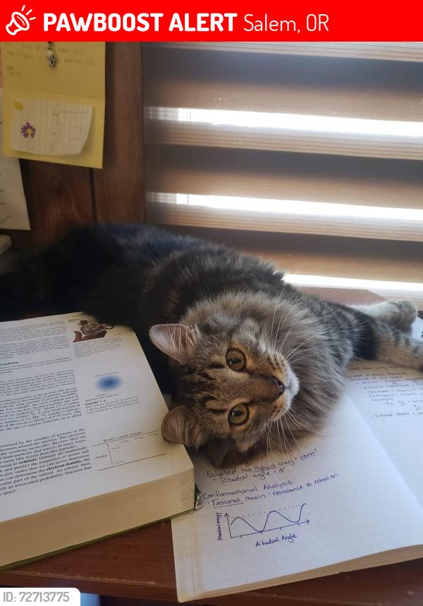 Lost Male Cat last seen silverton rd, sunnyview rd, Salem, OR 97305