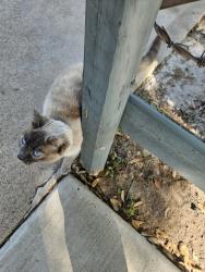 Found/Stray Unknown Cat last seen Lynn and camp wisdom, Grand Prairie, TX 75052