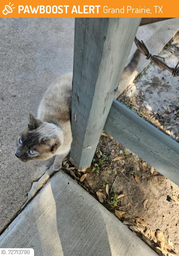 Found/Stray Unknown Cat last seen Lynn and camp wisdom, Grand Prairie, TX 75052