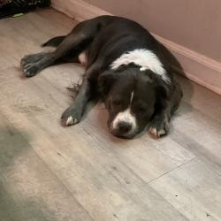 Lost Male Dog last seen PetSmart, Atlanta, GA 30309