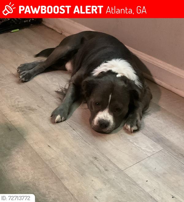 Lost Male Dog last seen PetSmart, Atlanta, GA 30309
