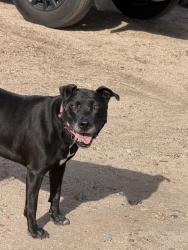 Found/Stray Female Dog last seen Food Truck Park, Albuquerque, NM 87111