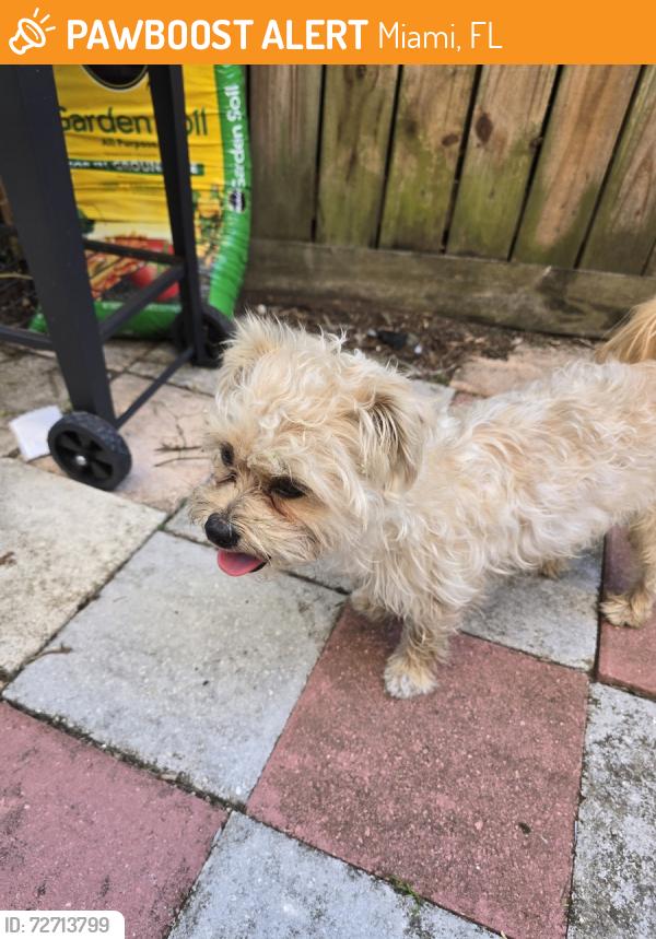 Found/Stray Male Dog last seen Roberta Hunter Park, Miami, FL 33177