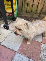 Found/Stray Male Dog last seen Roberta Hunter Park, Miami, FL 33177
