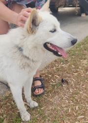 Found/Stray Male Dog last seen John Flanagans, Spring, TX 77386