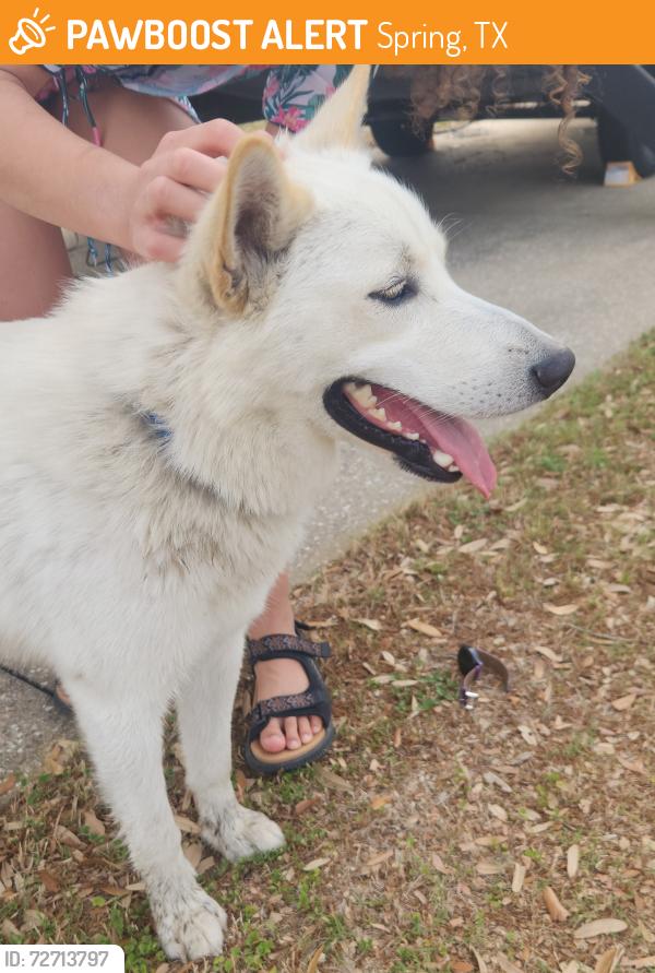 Found/Stray Male Dog last seen John Flanagans, Spring, TX 77386