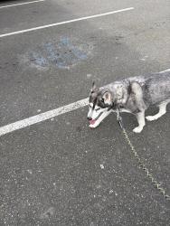 Found/Stray Female Dog last seen New York ave , Lakewood, WA 98499