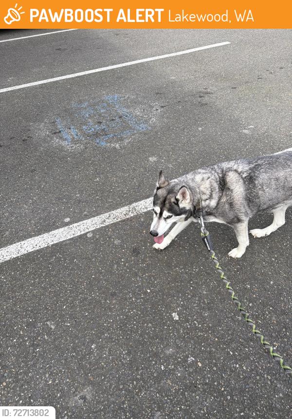 Found/Stray Female Dog last seen New York ave , Lakewood, WA 98499