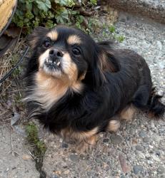 Found/Stray Unknown Dog last seen Market st, Philadelphia, PA 19139