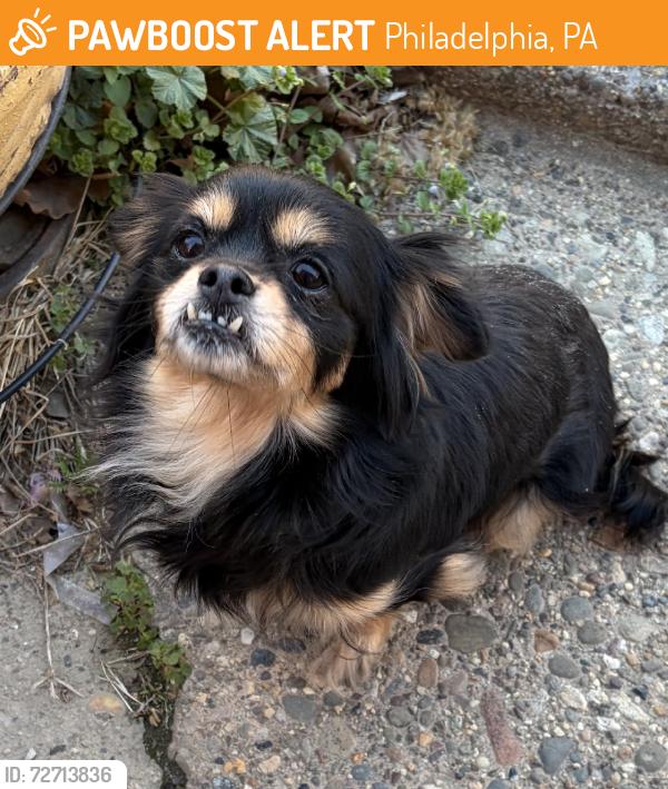 Found/Stray Unknown Dog last seen Market st, Philadelphia, PA 19139