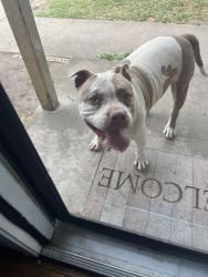 Found/Stray Unknown Dog last seen Edmond Ave , Waco, TX 76710
