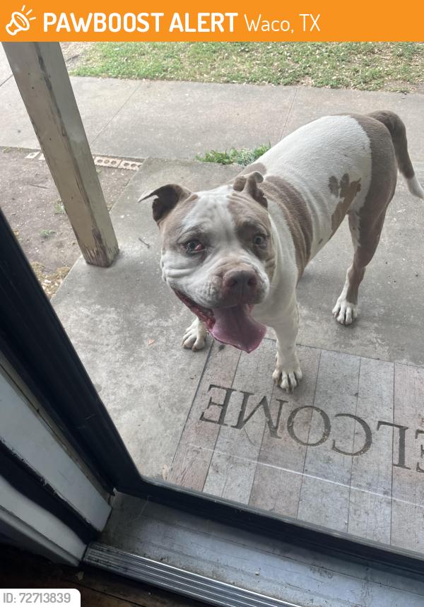 Found/Stray Unknown Dog last seen Edmond Ave , Waco, TX 76710