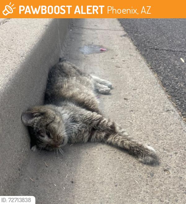 Found/Stray Unknown Cat last seen E Rosemonte Dr and 40th street, Phoenix, AZ 85032