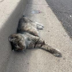 Found/Stray Unknown Cat last seen E Rosemonte Dr and 40th street, Phoenix, AZ 85032