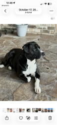 Lost Male Dog last seen Also seen on Staples Street in Corpus Christi, Alice, TX 78332