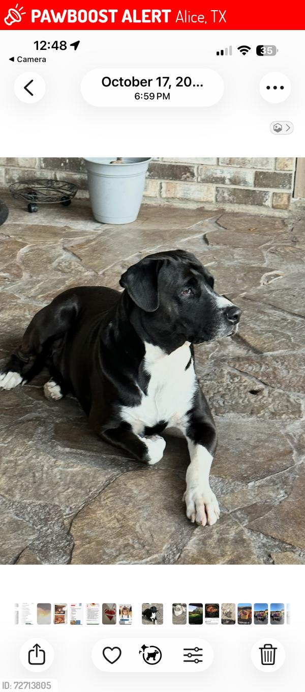 Lost Male Dog last seen Also seen on Staples Street in Corpus Christi, Alice, TX 78332
