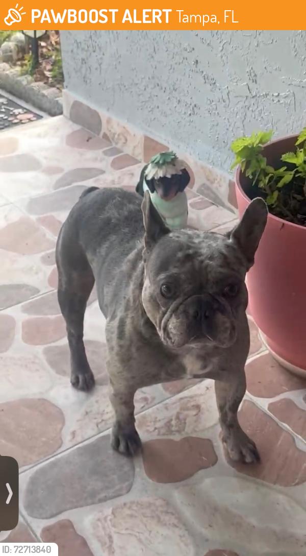 Found/Stray Male Dog last seen Humphrey st and Grady ave 33614, Tampa, FL 33614