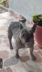 Found/Stray Male Dog last seen Humphrey st and Grady ave 33614, Tampa, FL 33614