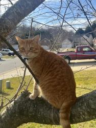 Lost Male Cat last seen still pines drive  , Raleigh, NC 27613