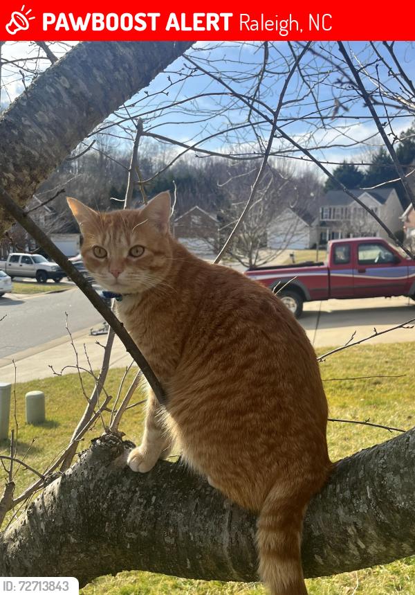 Lost Male Cat last seen still pines drive  , Raleigh, NC 27613