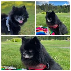 Lost Male Dog last seen Near Real Life Church, Covington, WA 98042