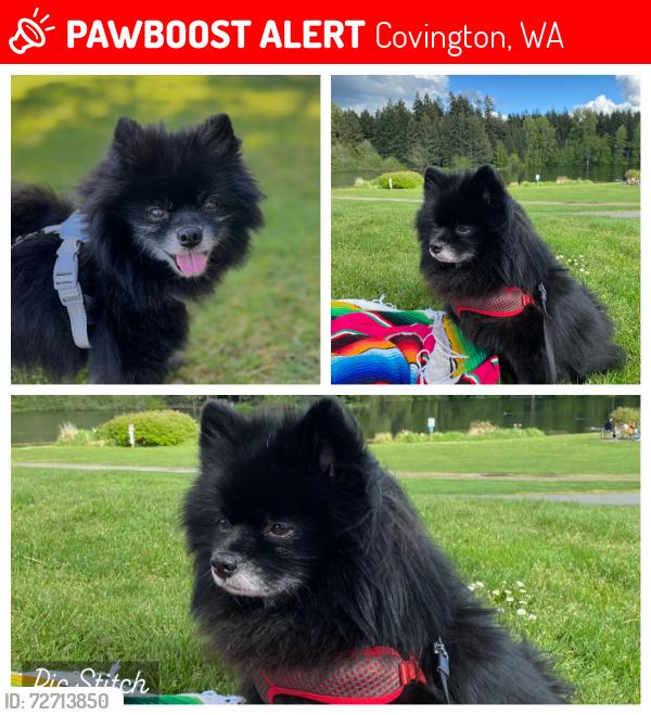 Lost Male Dog last seen Near Real Life Church, Covington, WA 98042