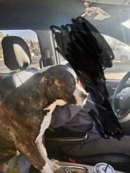 Found/Stray Male Dog last seen Torresdale and Sanger sts , Philadelphia, PA 19124