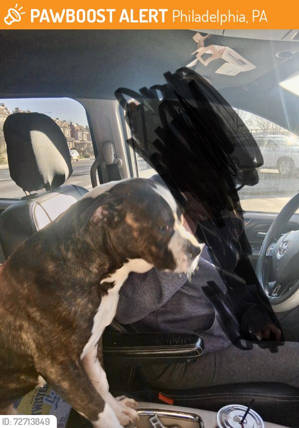 Found/Stray Male Dog last seen Torresdale and Sanger sts , Philadelphia, PA 19124