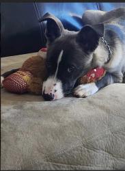 Lost Male Dog last seen reserve at research park apmts , Huntsville, AL 35806