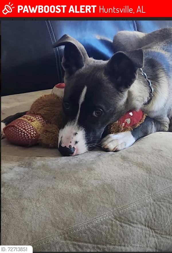 Lost Male Dog last seen reserve at research park apmts , Huntsville, AL 35806