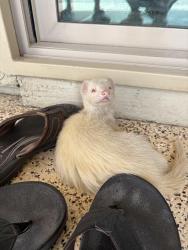 Found/Stray Unknown Ferret last seen tucson premium outlets arizona, Tucson, AZ 85705