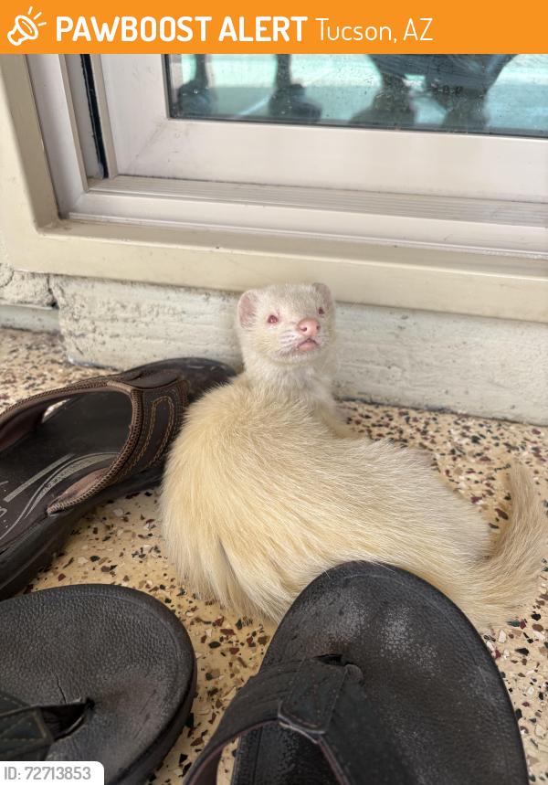 Found/Stray Unknown Ferret last seen tucson premium outlets arizona, Tucson, AZ 85705
