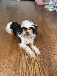 Lost Female Dog last seen Euclid park , Chicago, IL 60628