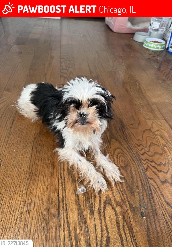 Lost Female Dog last seen Euclid park , Chicago, IL 60628